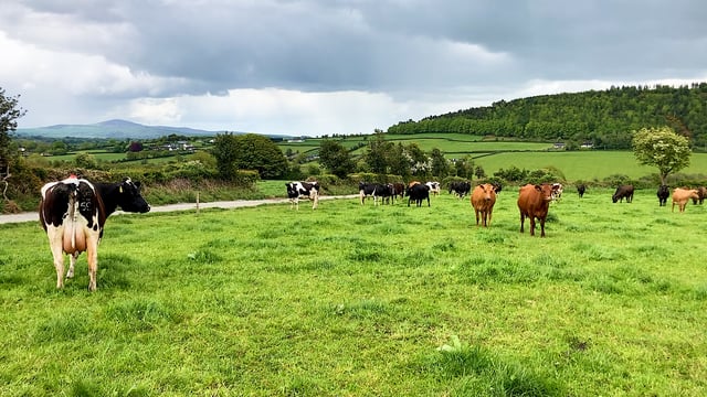 CSO: Fertiliser prices have jumped by 52% in a year