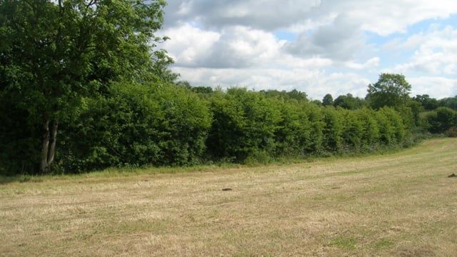 Hedge cutting season to close this week