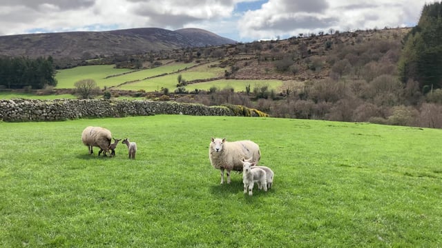 'High-index sheep produce less GHG emissions per kilo of carcass produced'
