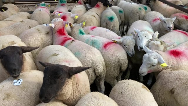 Sheep kill: Over 80,000 fewer hoggets processed compared to this time last year