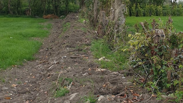 Gardaí in Meath investigating theft of 200 plants from field