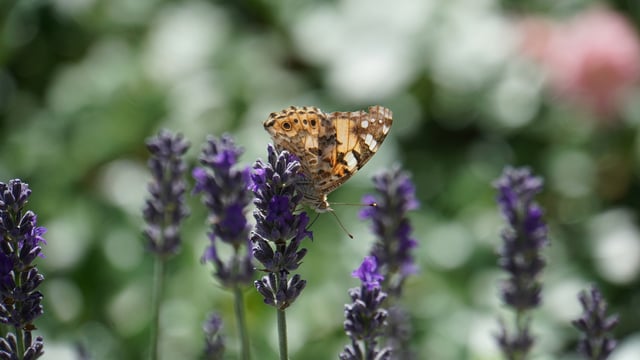 New methodology for assessing impact of trade on biodiversity