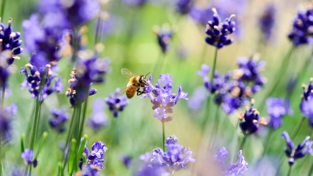 'Alarming decline' of insects putting food security 'at risk'