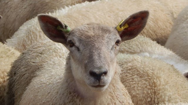RamCompare: Five-year results identify top traits to drive flock productivity