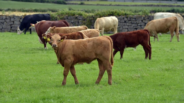 LMC to participate in NI's first Food Strategy Framework consultation