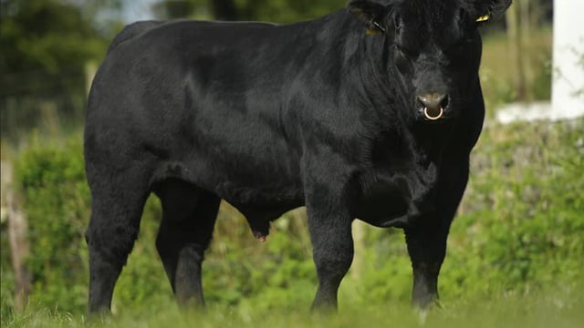 Lisduff Angus sale: 22 bulls to go under the hammer this weekend