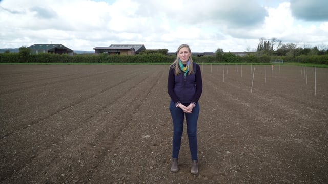 Crops Watch: Spray programmes for cold weather