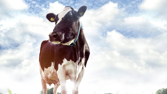 Waikato and Nedap team up to launch new dairy tech