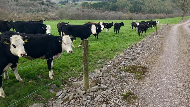 Teagasc Green Acres: Maximising animal performance in the Nire Valley