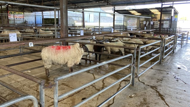 Sheep marts: Smaller numbers lead to a steady trade all round