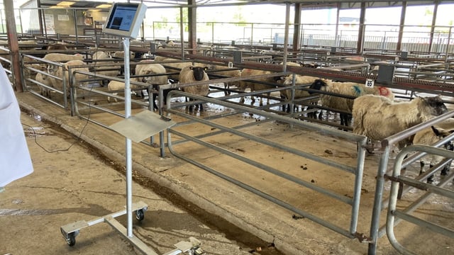Pics from the mart: Spring lambs make up to €160/head at Roscommon Mart