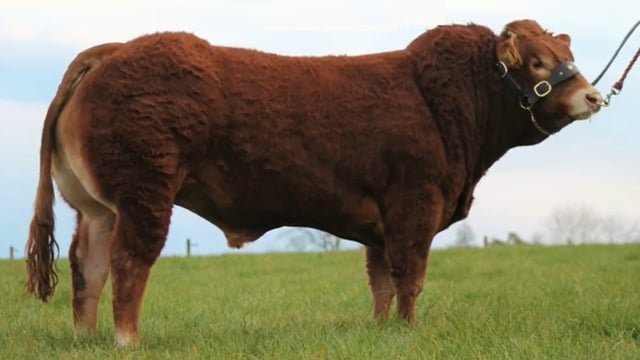 Limousin Premier in Roscrea topped at €6,800