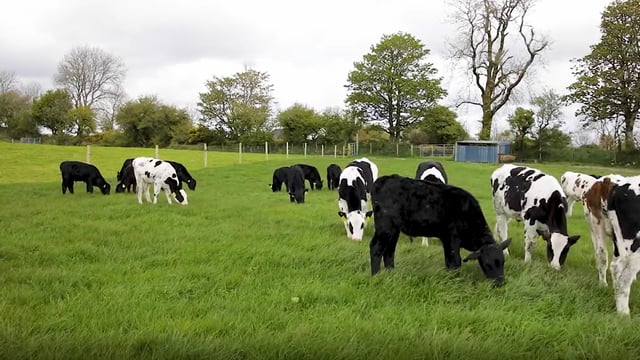 Virtual Farm Walk: Advantages of a mixed grazing system on beef farms