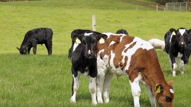 Calf registrations surpass 1,400,000 head this week