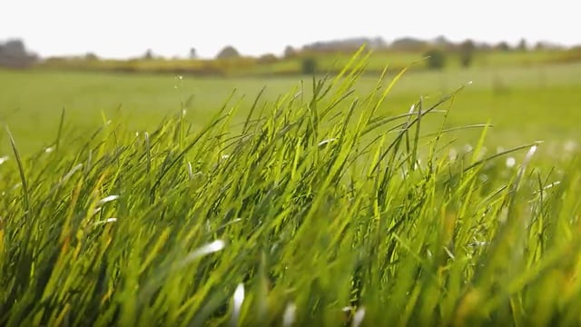 Virtual Farm Walk: Making quality silage will benefit farm profitability