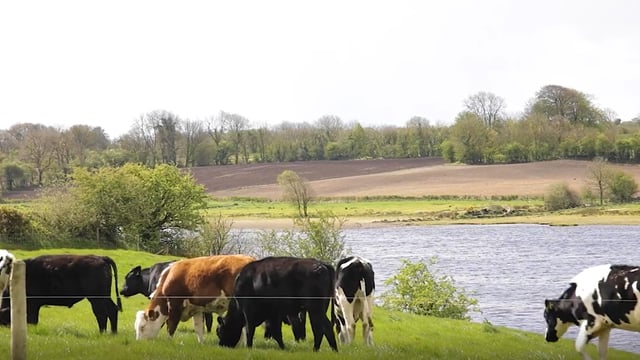 Virtual Farm Walk: Recap of all today's action on the Ruane farm
