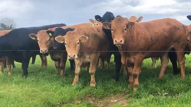 Has liver fluke been an issue on your farm?