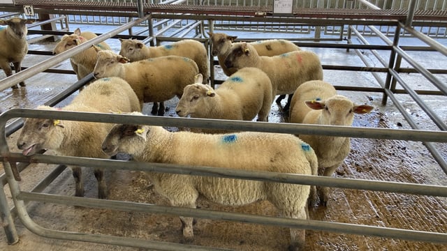 Spring lamb prices at marts not living up to expectations