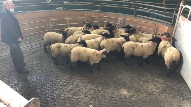 Sheep marts: Spring lambs see an improved trade