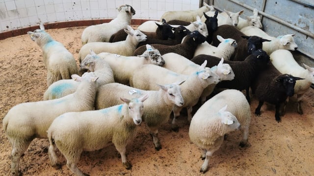Northern sheep trade: Lamb quotes ease by 10c/kg