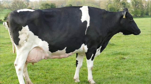 Top price of 3,090gns at  Taaffe Auctions dairy sale