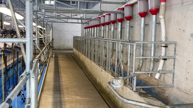 Are growth rates offering a chance to decrease meal in the diet?