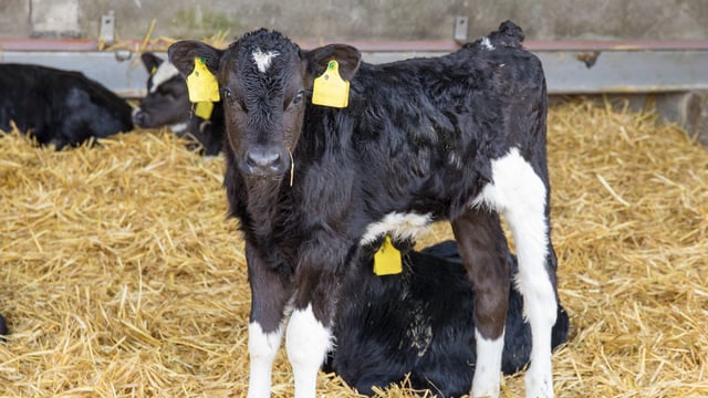 Fine of €250 set to replace BPS penalty for untagged cattle