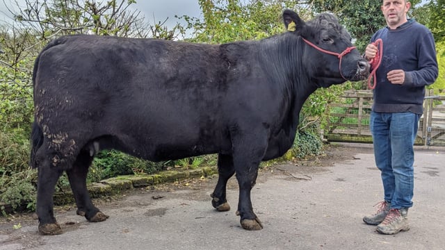 Ireland now has its own Aberdeen Angus herd book