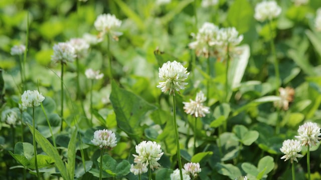 Farm walks to highlight benefits of white clover