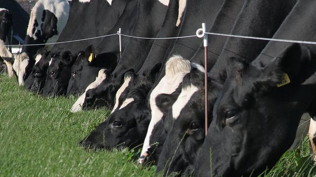 Study: Methane emissions from UK dairy farms higher than thought