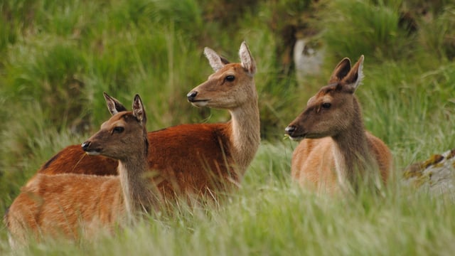 Farmers urged to take part in new national deer-monitoring programme