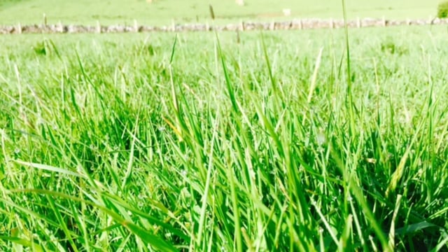Grass is Ireland's most important crop - ICMSA
