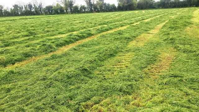 Grass growth: Farms move into a surplus