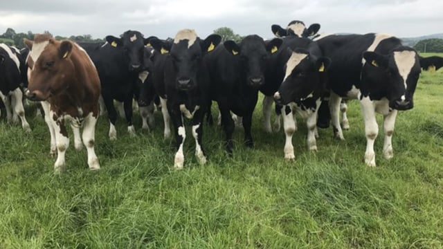 Green Acres: Change in calf buying tactics delivers in Limerick