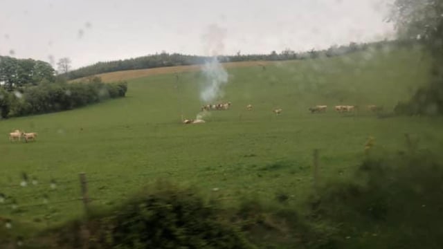 Cattle killed by lightning in multiple incidents