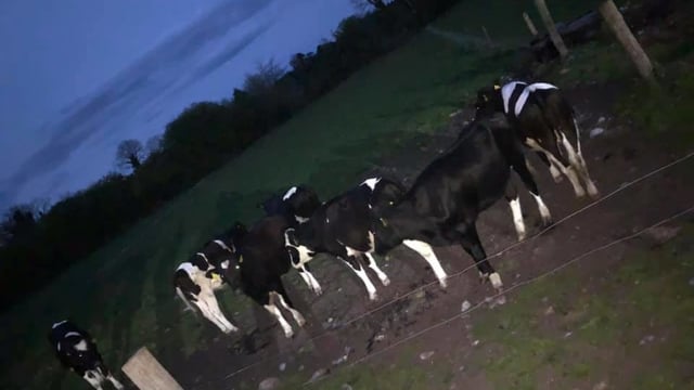 Stolen heifers recovered by Tipperary farmer