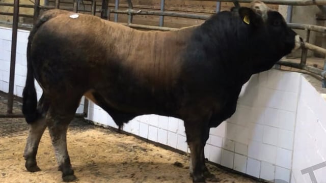 Top price of €3,600 at Aubrac spring sale in Tullamore
