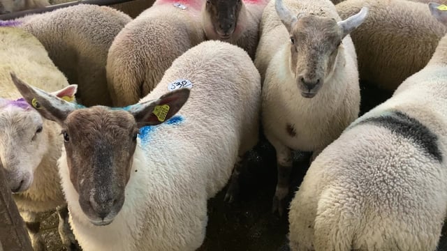 'Extremely tight supplies' driving lamb trade