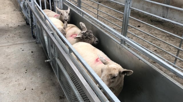 Factory moves on lamb prices 'at odds with market'