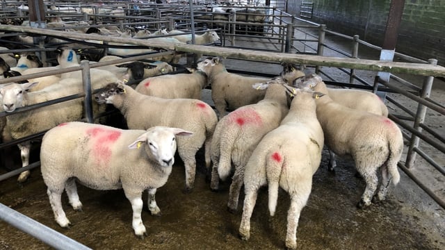 71% fall in UK imports of Irish sheepmeat in March