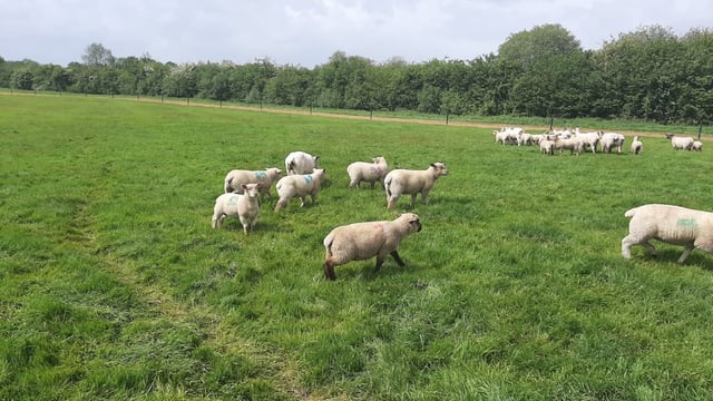 Sheep management: Blowfly control
