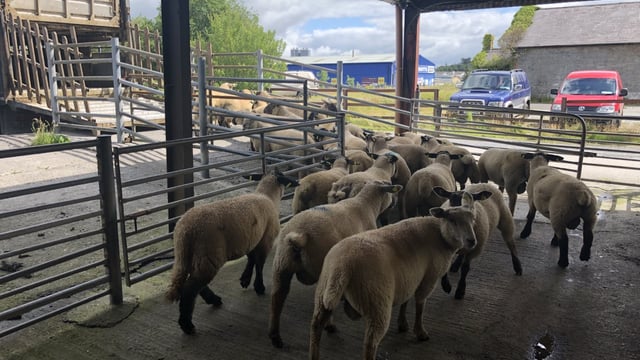 Northern spring lamb prices up over €27/head on this time last year
