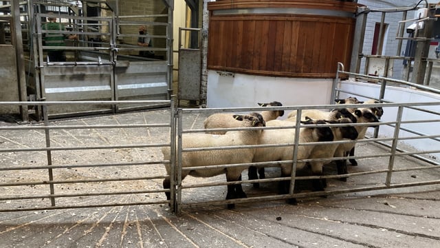 Sheep trade: Factories pull quotes for lambs by up to 30c/kg in the space of a week