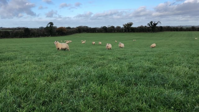 'Ignore low factory quotes' for lambs - ICSA