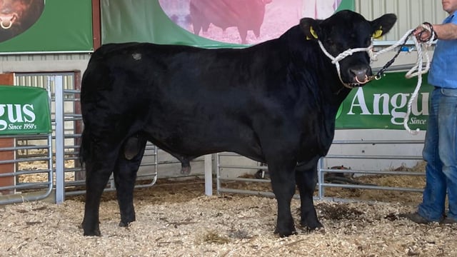 Lisduff Angus bull sale achieves top price of €6,000