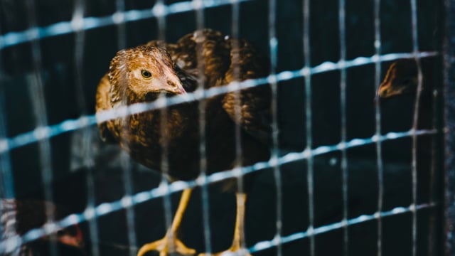 Caged farming in EU could be phased out by 2027