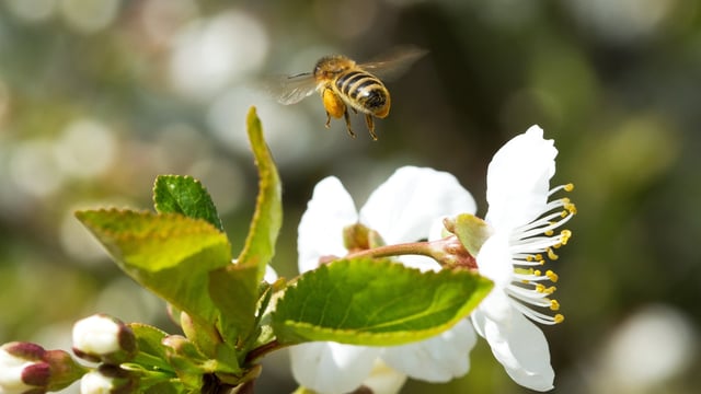 'Bugs Matter' citizen science survey launches in Ireland