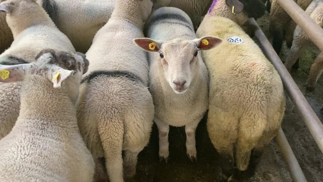 Big numbers see a strong trade for spring lambs at sales on Monday