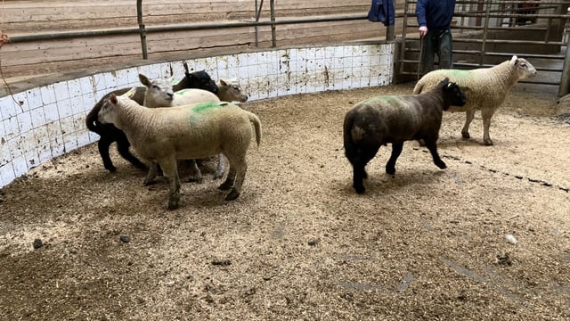 Northern sheep trade: Lamb prices look set to come under pressure
