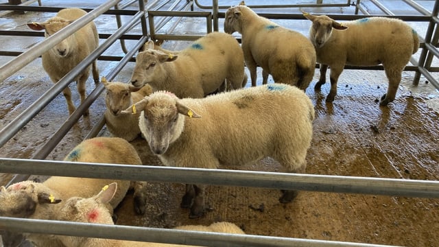 Sheep kill: Spring lamb numbers continue to increase as hoggets tighten further